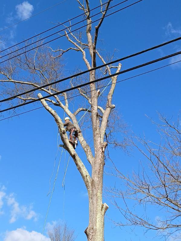 Tree service work under a clear sky